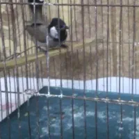 سهره جوجه قفس...قناری بل.قفس بزرگ|پرنده|دزفول, |دیوار