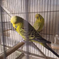 فروش جفت انگلیسی مولد کار داده