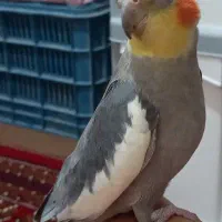 عروس هلندی سخنگو