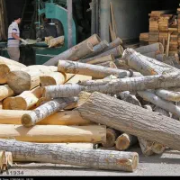 خریدچوب|خدمات باغبانی و درختکاری|کامیاران, |دیوار