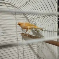 قناری نر بخوان