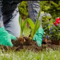 خدمات تخصصی باغبانی و هرس درختان قم