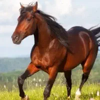 نعل اسب پاخورده شرطی