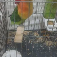 طوطی برزیلی باقفس و وسایل