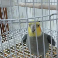 عروس هلندی نر
