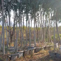 نهال اکالیپتوس سایز درشت|خدمات باغبانی و درختکاری|رامیان, |دیوار