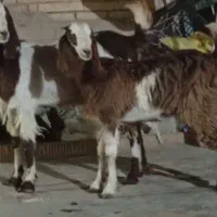 کولار شکم اولش زی کرده کهره کولار پاشه