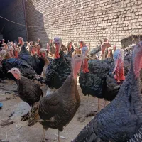 بوقلمون برنز بوربون و جوحه برهما|حیوانات مزرعه|قم, پردیسان|دیوار