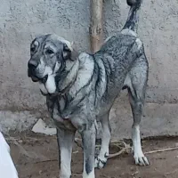 توله پژدر|سگ|کنگاور, |دیوار