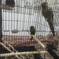 طوطی گرینچیک