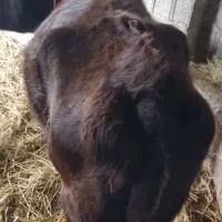 گاو چالوسی دورگ|حیوانات مزرعه|رشت, شهرک احمد خمینی|دیوار