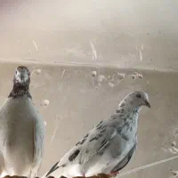 2 تا کفتر پرشی نشون دار