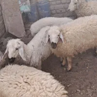 5تا بره  نر با یک بز مری ابست