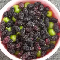 گوجه سبز به صورت عمده