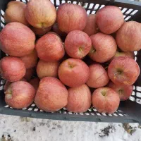 سیب قرمز فله|خوردنی و آشامیدنی|سیلوانه, |دیوار