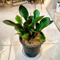گیاهان آپارتمانی و باغچه ای