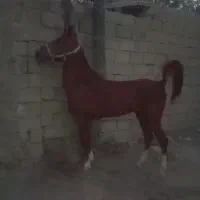 کره چهار نشان کرد