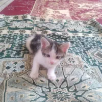 واگذری  بچه گربه خانگی