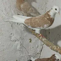 کفتر یا کبوتر گرفتی غریب گیری کفتر تیرماه کفتر خوب