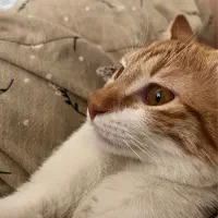 واگذاری گربه