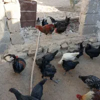 مرغ و خروس محلی|حیوانات مزرعه|خورموج, |دیوار