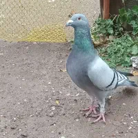 گبوترمسافتی|پرنده|مینودشت, |دیوار