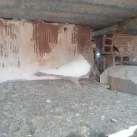 ماده سینه زرد