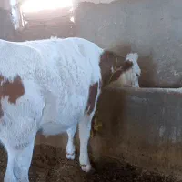 تلیسه نژاد بدون شاخ