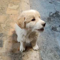 توله سگ نژاد اصیل|سگ|زاهدان, |دیوار