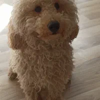 پودل نر ۱۰ ماهه|سگ|قزوین, |دیوار