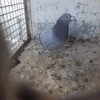 سه کیسه کود کبوتر+۶عددمرغ+۲۵تا کبوتر|پرنده|بیرجند, |دیوار