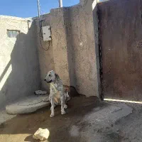 سگ ماده اصل افغان|سگ|کبودرآهنگ, |دیوار