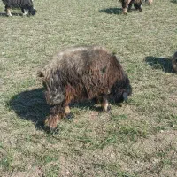 دو عدد شیشک داشتی|حیوانات مزرعه|میانکوه, |دیوار