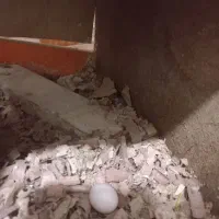 عروس هلندی جفت۱۲۵۰|پرنده|کردکوی, |دیوار