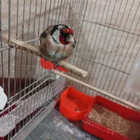 سهره اروپایی نر 3600با قفس|پرنده|نهبندان, |دیوار