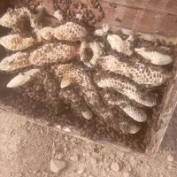 فروش عسل گون گز