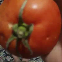 گوجه