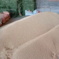 گندم|عمدهفروشی|میان جلگه, |دیوار