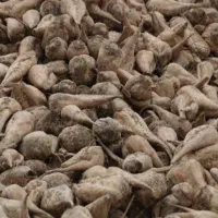 ۸تن چغندر فروشی،قیمت به صورت توافقی