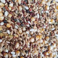 فروش دان پرنده، عروس هلندی، کبوتر و مرغ