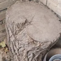 تنه درخت توت