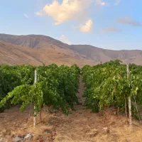 فروش باغ انگور داربستی.بادام. گردو.وزمین|فروش زمین و ملک کلنگی|بیلوار, |دیوار