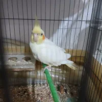 عروس هلندی نر فول اهلی|پرنده|خسروشاه, |دیوار