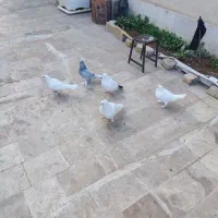 کبوتر  جفتی 350|پرنده|قم, علی آباد سعدگان|دیوار