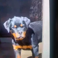 توله سگ روتوایلر فروشی 3تا واکسن خورده یه|سگ|سبزوار, شهرک صنعتی خاوران|دیوار