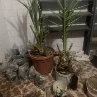 نخل خرما پاجوش گلدانی