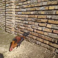 خروس محلی سرحال 8ماهه