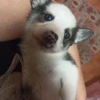 واگذاری توله سگ رایگان|سگ|نوشهر, |دیوار