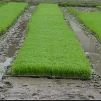 ۵۰هتکار زمین شالی آماده درو در اهواز