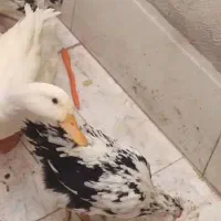 دو عدد مرغ زینتی کاکولی ویک عدد اوردک سفید